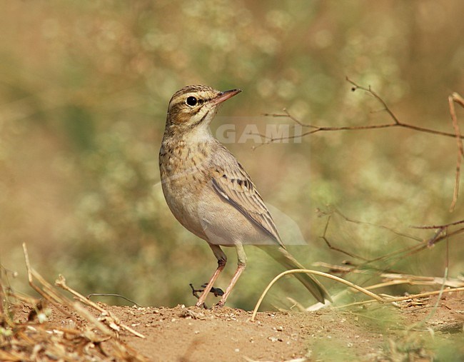 Tawny Pipit perched; Duinpieper zittend stock-image by Agami/Marc Guyt,