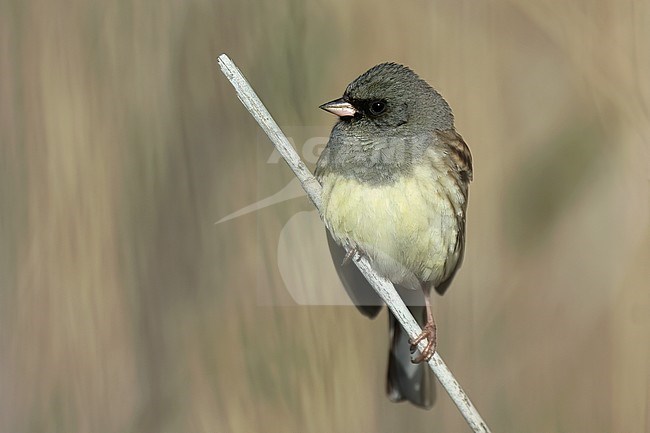 Adult male Black-faced Bunting (Emberiza spodocephala spodocephala) in breeding pumage, perched on a reed stem in Mongolia. stock-image by Agami/Kari Eischer,