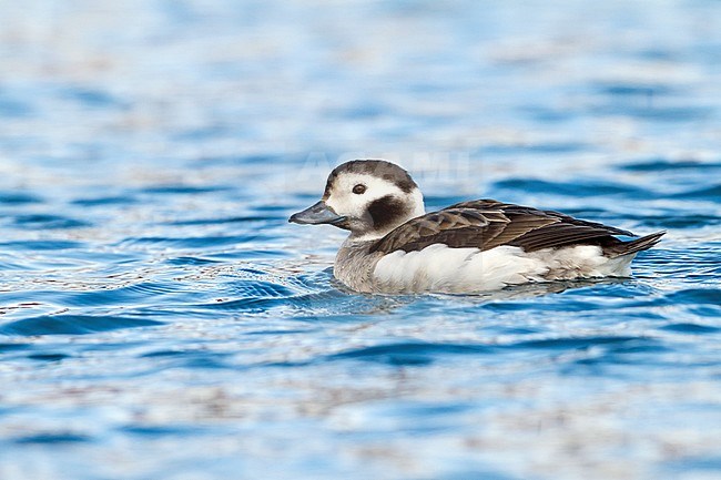 Long-tailed Duck (Clangula hyemali), adult female during winter. Swimming in harbour in arctic Norway. stock-image by Agami/Ralph Martin,