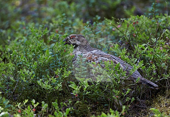 Hazelhoen mannetje zittend op tak; Hazel Grouse male perched on branch stock-image by Agami/Markus Varesvuo,