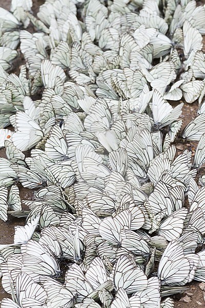 Large numbers of Black-veined White (Aporia crataegi) on a local dirt road in Kazakhstan, stock-image by Agami/Ralph Martin,