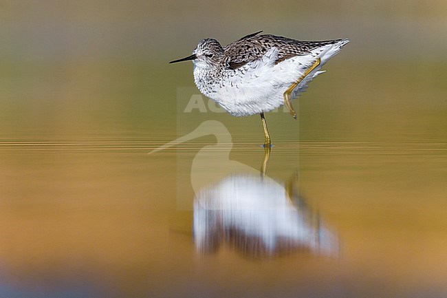 Marsh Sandpiper, Tringa stagnatilis, standing in shallow water in Italy during spring migration. stock-image by Agami/Daniele Occhiato,