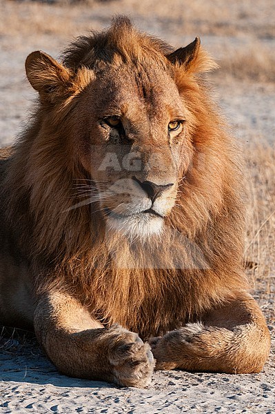 Portrait of a male lion, Panthera leo, resting. Chief Island, Moremi Game Reserve, Okavango Delta, Botswana. stock-image by Agami/Sergio Pitamitz,