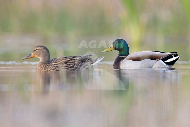 Mallard (Anas platyrhynchos), side view of a couple swimming in the water, Campania, Italy stock-image by Agami/Saverio Gatto,