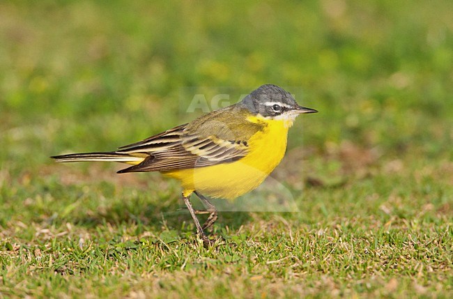 Yellow Wagtail Species Eilat stock-image by Agami/Marc Guyt,