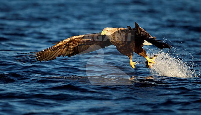 Zeearend met vis, White-tailed Eagle with fish stock-image by Agami/Danny Green,
