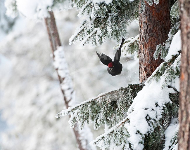 Zwarte Specht vliegend door besneeuwd taiga bos; Black Woodpecker flying through snow covered taiga forest stock-image by Agami/Marc Guyt,