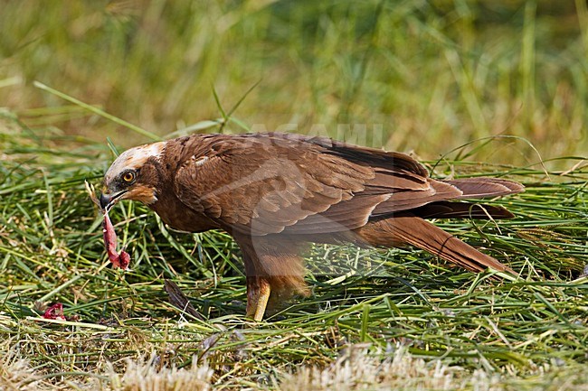 Vrouwtje Bruine Kiekendief in zit; Female Western Marsh Harrier perched stock-image by Agami/Markus Varesvuo,