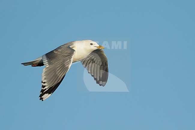 Adult Mew Gull (Larus canus brachyrhynchus) in summer plumage off Seward Peninsula, Alaska, USA. stock-image by Agami/Brian E Small,