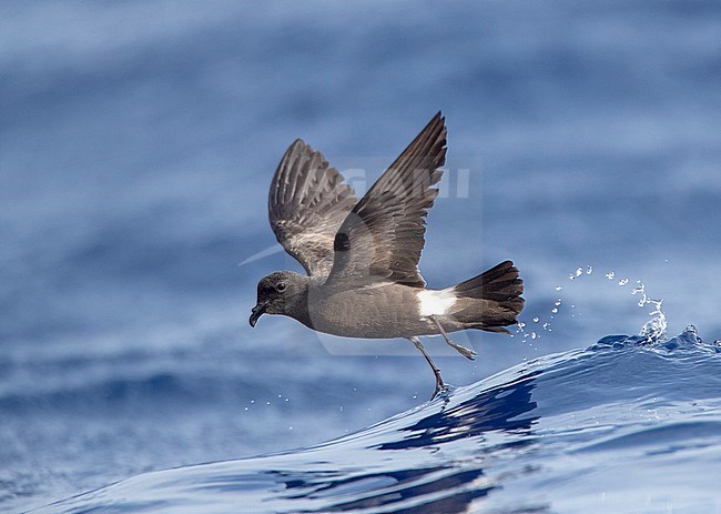 Madeiran Storm Petrel (Oceanodroma castro granti) also known as Band-rumped and Grant's Storm Petrel, a potential split, flying over the ocean off Madeira in the north Atlantic ocean. stock-image by Agami/Marc Guyt,