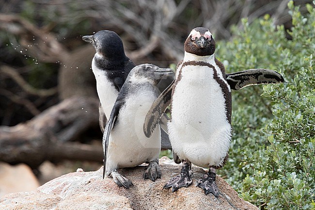 African Penguin (Spheniscus demersus), adult and two juveniles standing on a rock, Western Cape, South Africa stock-image by Agami/Saverio Gatto,