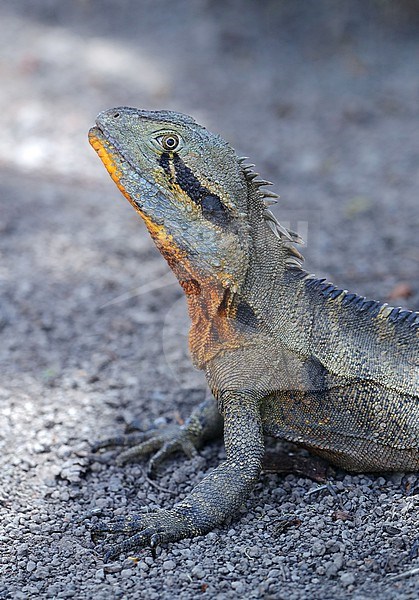 Eastern water dragon, ntellagama lesueurii lesueurii, at Bundaberg Botanic Garden - Australia. stock-image by Agami/Aurélien Audevard,