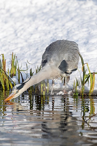 Wintering Grey Heron (Ardea cinerea) in Katwijk, Netherlands. Fishing along the edge of an urban pond. stock-image by Agami/Marc Guyt,