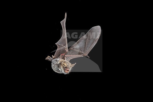 Escalera's bat (Myotis escalerai) flying in Santa Eularia, Ibiza, Spain. stock-image by Agami/Vincent Legrand,