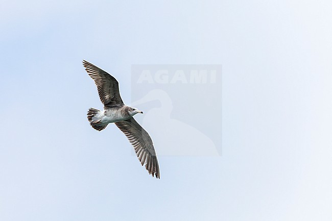 Immature Black-tailed Gull (Larus crassirostris) in harbour in Japan. stock-image by Agami/Marc Guyt,
