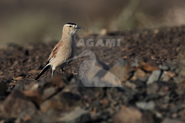 Adult Mongolian Ground-Jay or Henderson's Ground-Jay (Podoces hendersoni) on the rocky ground of the Govi desert stock-image by Agami/Mathias Putze,