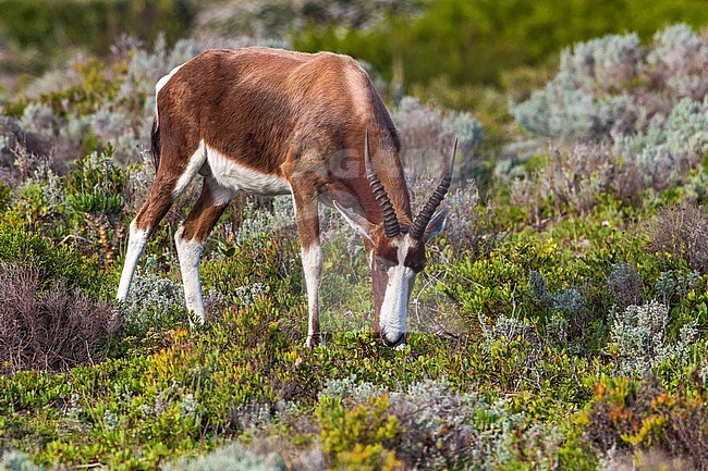 Bontebok walking in Cape of Good Hope Reserve in Cape, South Africa. June 2014. stock-image by Agami/Vincent Legrand,