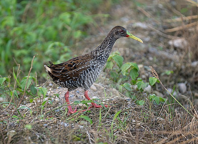 Spotted Rail (Pardirallus maculatus maculatus) adult walking in the open stock-image by Agami/Andy & Gill Swash ,
