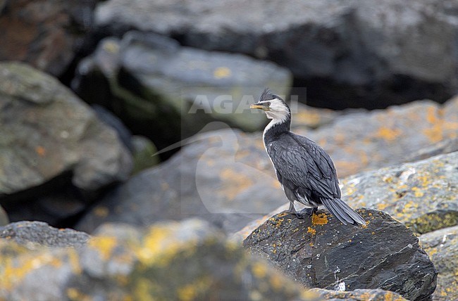 Adult Little Pied Cormorant (Microcarbo melanoleucos brevirostris) perched on a rock along the shore in Waipu Cove in New Zealand. Maori name is Kawaupaka. stock-image by Agami/Marc Guyt,