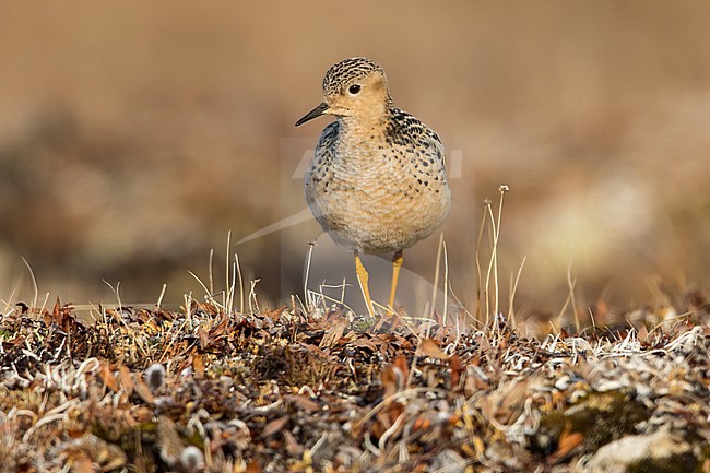 Adult Buff-breasted Sandpiper (Calidris subruficollis) on the arctic tundra near Barrow in northern Alaska, United States. stock-image by Agami/Dubi Shapiro,