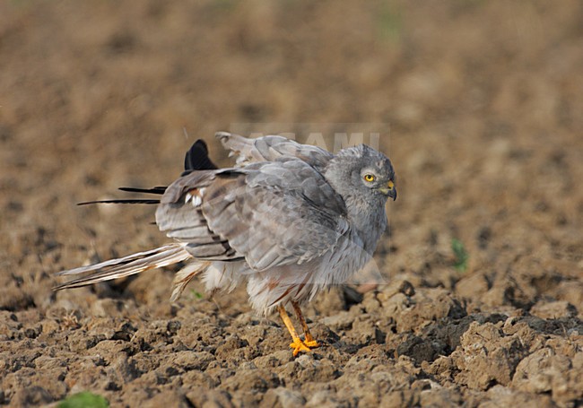 Grauwe Kiekendief, Montagus Harrier, Circus pygargus stock-image by Agami/Reint Jakob Schut,