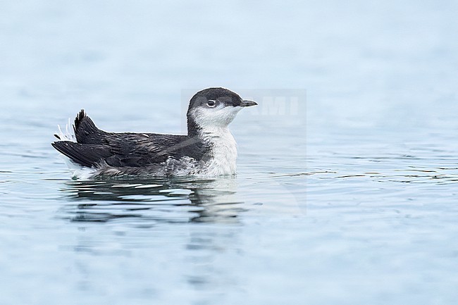 Adult, Scripps's Murrelet, Synthliboramphus scrippsi
San Diego Co., California, USA
July / summer stock-image by Agami/Brian E Small,