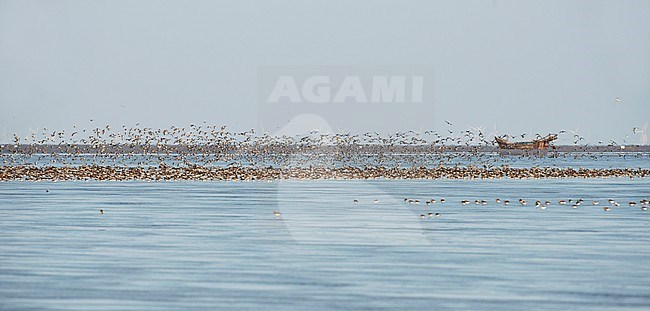 Flock of Shorebirds resting in shallow water on the east coast of China. Due to upcoming tide the birds starts to move to another area. stock-image by Agami/Dani Lopez-Velasco,