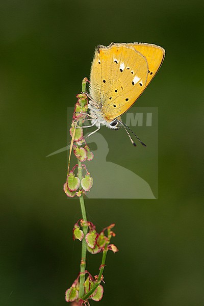 A Scarce copper (Lycaena virgaureae) sitting on a Dock or Sorrel (Rumex spec.) stock-image by Agami/Mathias Putze,