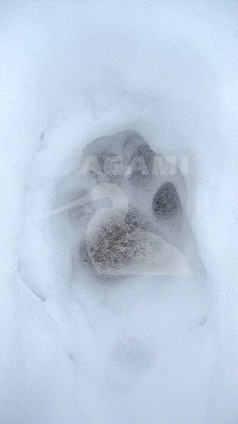Snow Leopard (Panthera uncia) footprint in the snow stock-image by Agami/James Eaton,