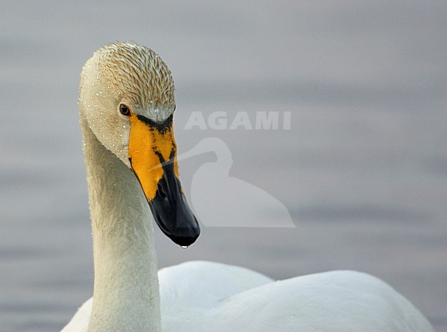 Wilde Zwaan close-up; Whooper Swan close up stock-image by Agami/Markus Varesvuo,