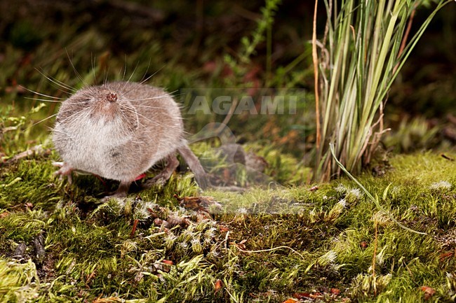 Huisspitsmuis op de grond; Greater White-toothed Shrew on the ground stock-image by Agami/Theo Douma,