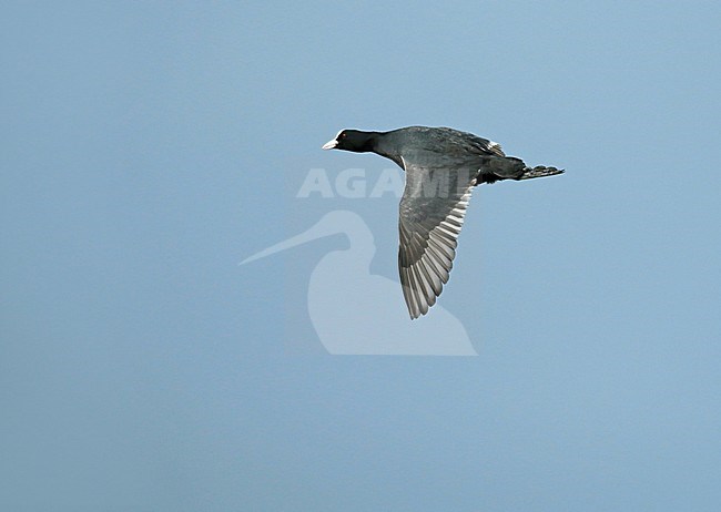 Eurasian Coot (Fulica atra), adult in flight, seen from the side, showing upperwing. stock-image by Agami/Fred Visscher,