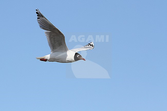 Adult Relict Gull (Ichthyaetus relictus) in summer plumage in Mongolia. stock-image by Agami/James Eaton,