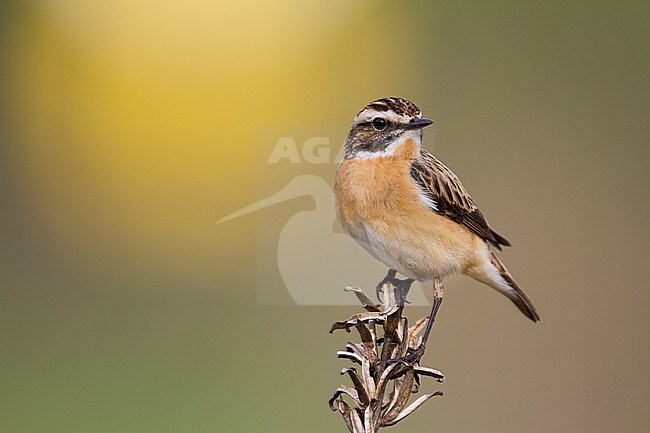 Whinchat (Saxicola rubetra), Poland, adult male stock-image by Agami/Ralph Martin,