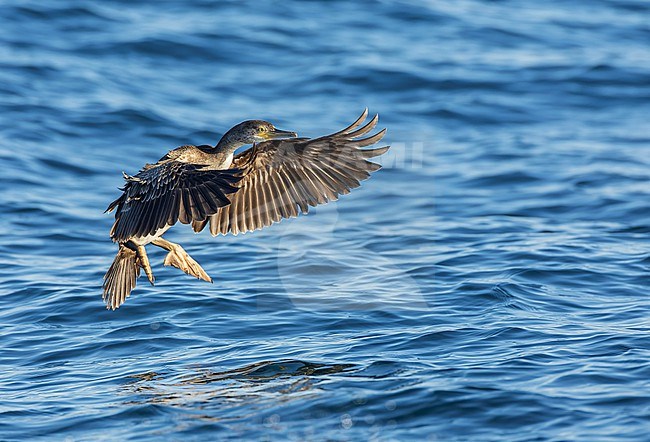 Immature European Shag (Phalacrocorax aristotelis aristotelis) off the coast of the Isles of Scilly, Cornwall, England. stock-image by Agami/Marc Guyt,