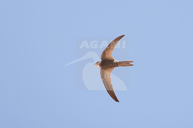 Pallid Swift (Apus pallidus) from below at Cap Blanc, Nouadhibou. stock-image by Agami/David Monticelli,