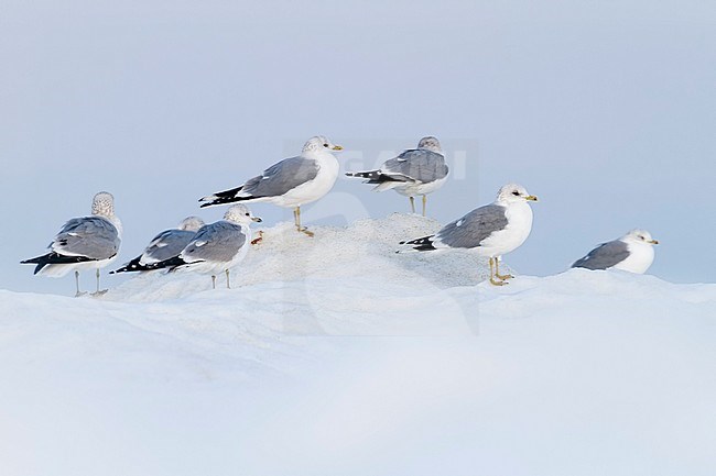 Common Gull - Sturmmöwe - Larus canus ssp. canus, Switzerland stock-image by Agami/Ralph Martin,