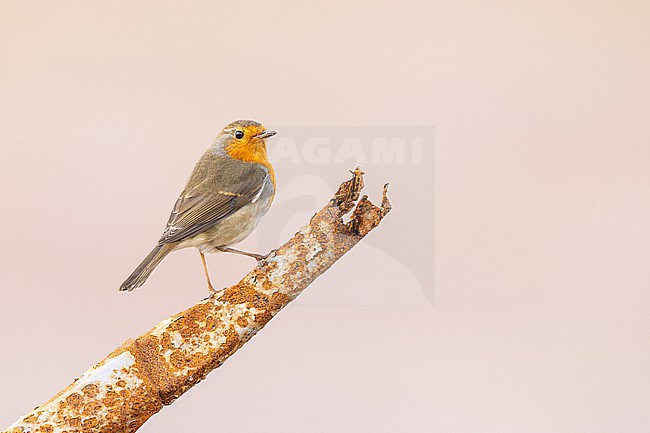  stock-image by Agami/Menno van Duijn,