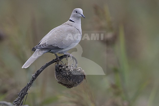 Eurasian Collared Dove perched; Turkse Tortel zittend op zonnebloem stock-image by Agami/Daniele Occhiato,