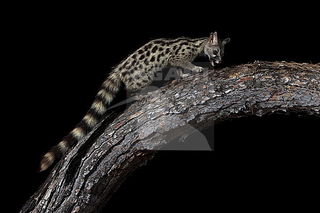 Male Common Genet sitting on a trunk in Cala Salada, San Antoni de Portimany, Ibiza, Spain. July 13, 2018. stock-image by Agami/Vincent Legrand,