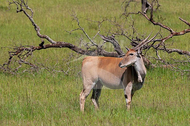 Portrait of an eland, Taurotragus oryx. Masai Mara National Reserve, Kenya. stock-image by Agami/Sergio Pitamitz,