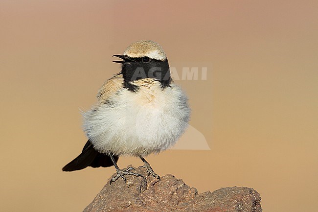 Desert Wheatear - Wüstensteinschmätzer - Oenanthe deserti ssp. homochroa, Morocco, adult male stock-image by Agami/Ralph Martin,
