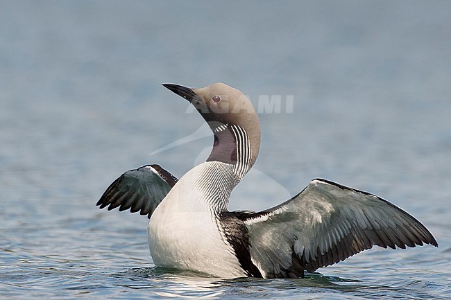 Adult Black-throated Diver (Gavia arctica) in summer plumage in lake in taiga forest near Vaala in Finland during short arctic summer. stock-image by Agami/Markus Varesvuo,