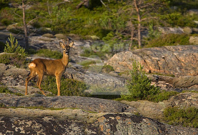 Reebok, Roe Deer Buck stock-image by Agami/Danny Green,