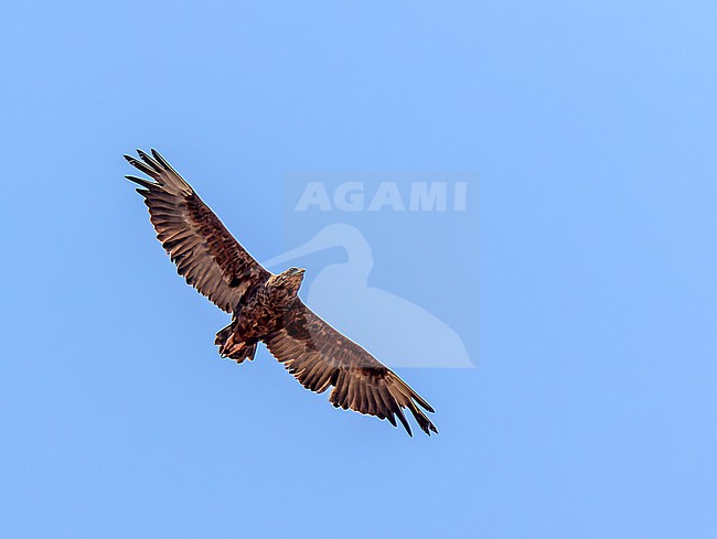 Immature Bateleur (Terathopius ecaudatus) in flight in Uganda. stock-image by Agami/Dani Lopez-Velasco,