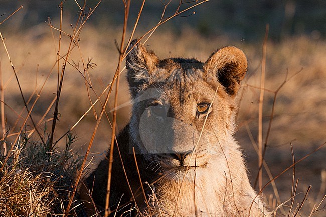 Portrait of a young lion, Panthera leo, in warm golden sunlight. Okavango Delta, Botswana. stock-image by Agami/Sergio Pitamitz,