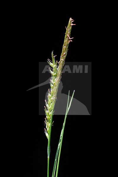 Wood-sedge stock-image by Agami/Wil Leurs,
