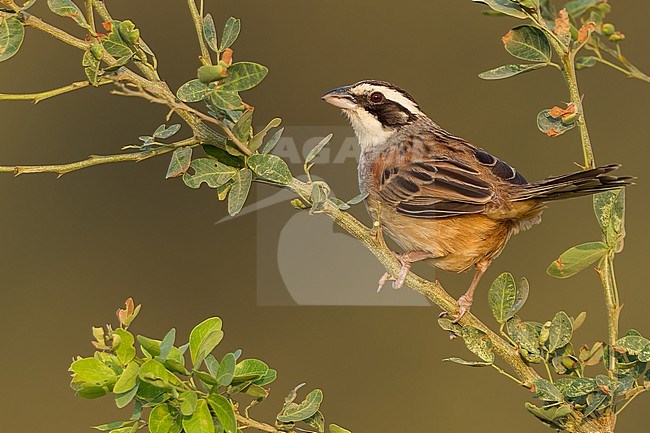 Stripe-headed Sparrow (Peucaea ruficauda) in mexico stock-image by Agami/Dubi Shapiro,