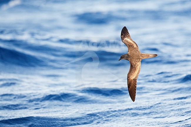 Bulwers Stormvogel, Bulwer's Petrel, Bulweria bulwerii stock-image by Agami/Marc Guyt,