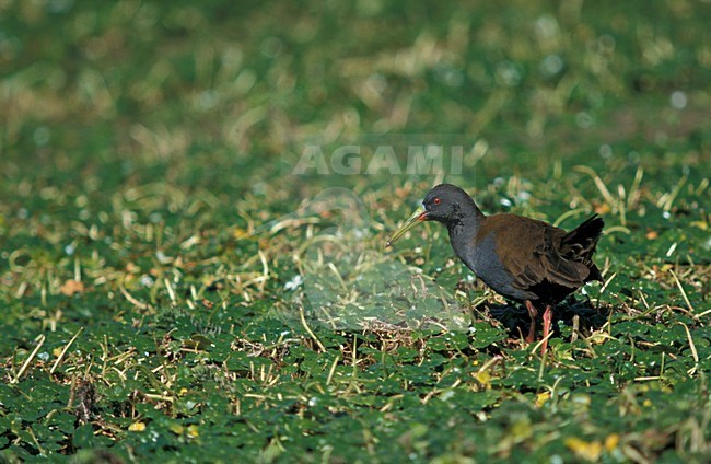 Plumbeous Rail; Loodgrijze Ral stock-image by Agami/Marc Guyt,